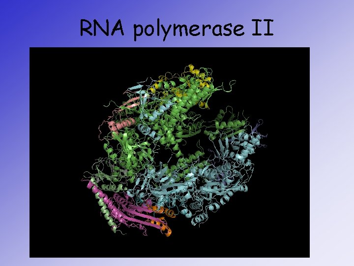 RNA polymerase II 