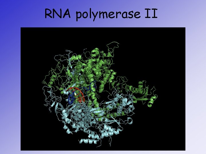 RNA polymerase II 
