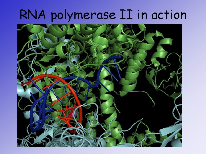RNA polymerase II in action 