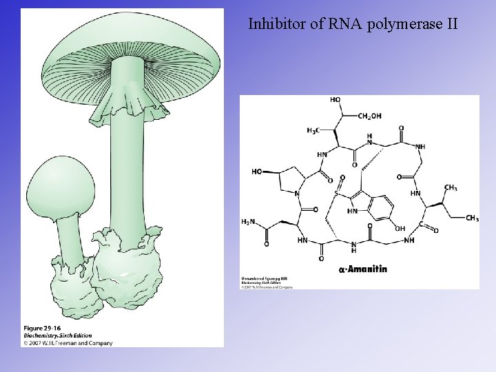 Inhibitor of RNA polymerase II 