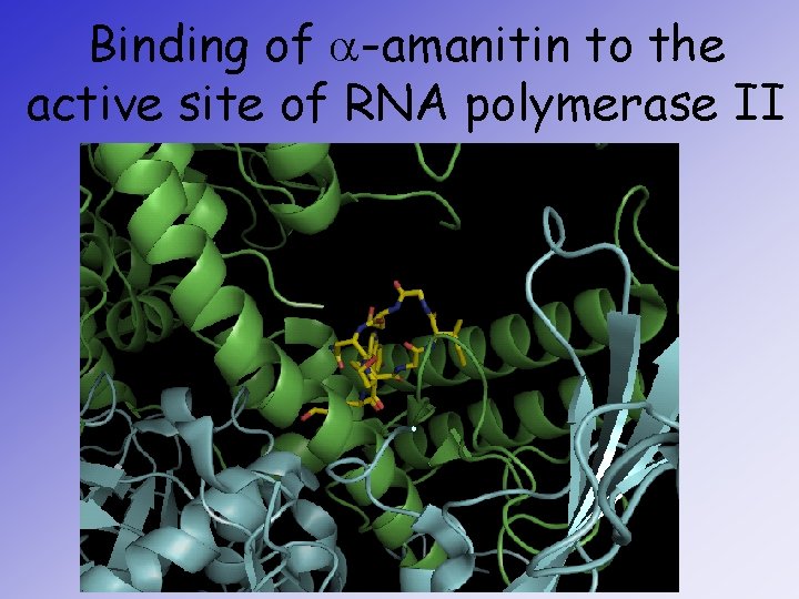 Binding of a-amanitin to the active site of RNA polymerase II 