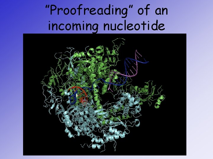 ”Proofreading” of an incoming nucleotide 