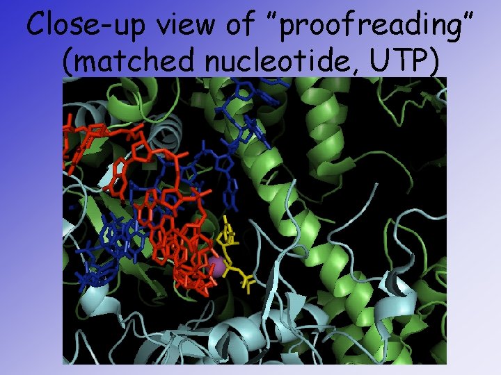 Close-up view of ”proofreading” (matched nucleotide, UTP) 