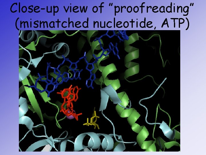 Close-up view of ”proofreading” (mismatched nucleotide, ATP) 