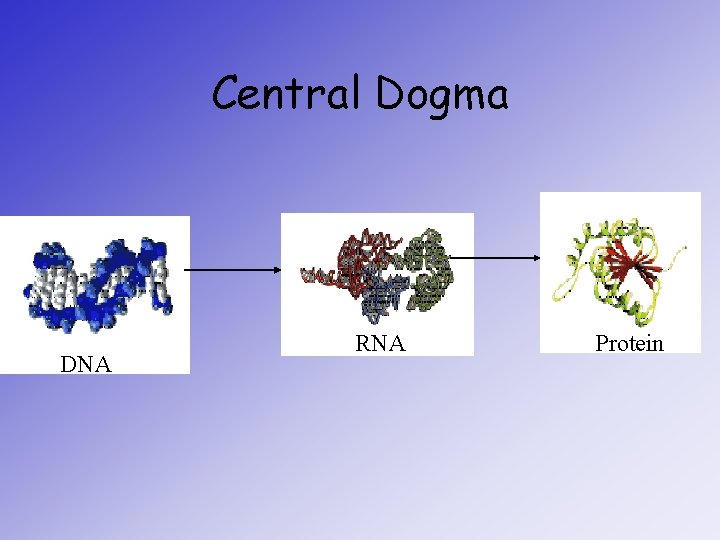 Central Dogma DNA RNA Protein 