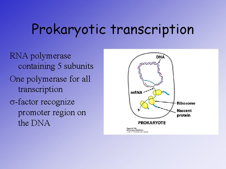 Prokaryotic transcription RNA polymerase containing 5 subunits One polymerase for all transcription s-factor recognize