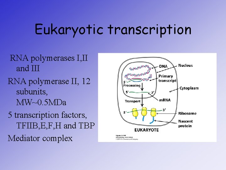 Eukaryotic transcription RNA polymerases I, II and III RNA polymerase II, 12 subunits, MW~0.