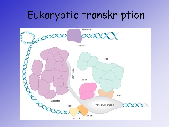 Eukaryotic transkription 