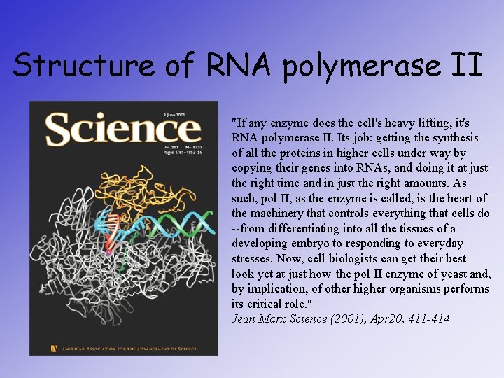 Structure of RNA polymerase II "If any enzyme does the cell's heavy lifting, it's