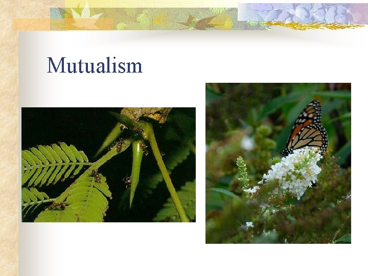 Mutualism 