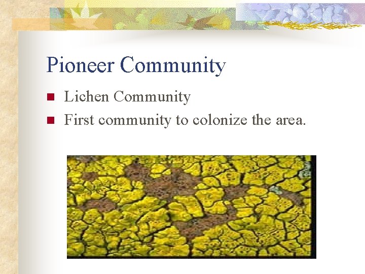 Pioneer Community n n Lichen Community First community to colonize the area. 