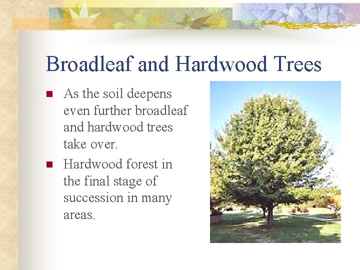 Broadleaf and Hardwood Trees As the soil deepens even further broadleaf and hardwood trees