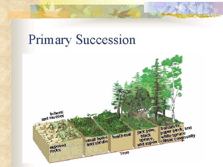 Primary Succession 