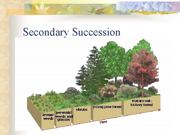 Secondary Succession 