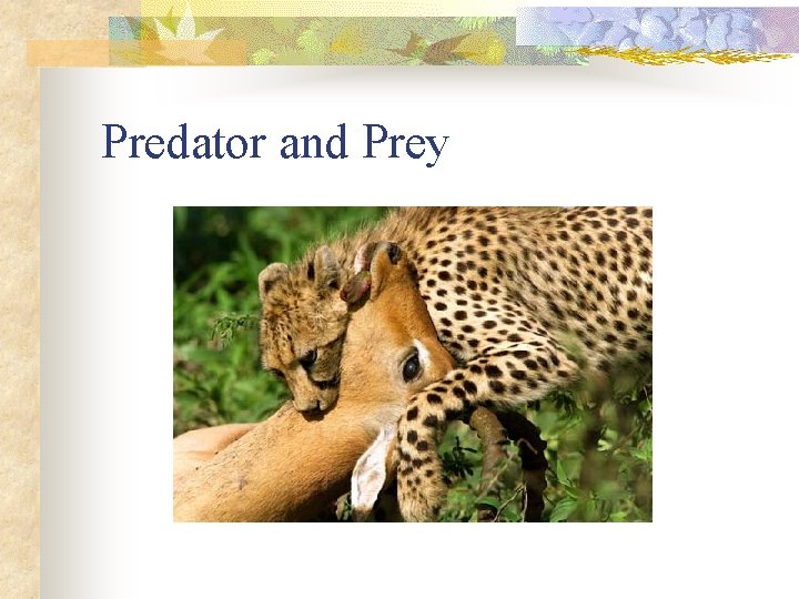 Predator and Prey 