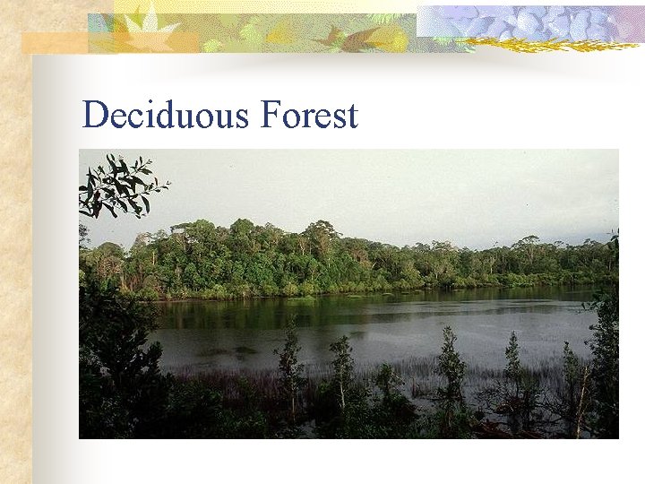 Deciduous Forest 