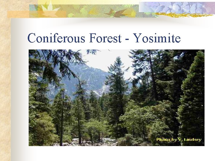 Coniferous Forest - Yosimite 