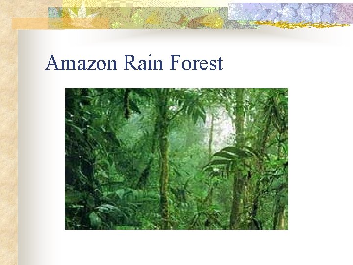 Amazon Rain Forest 