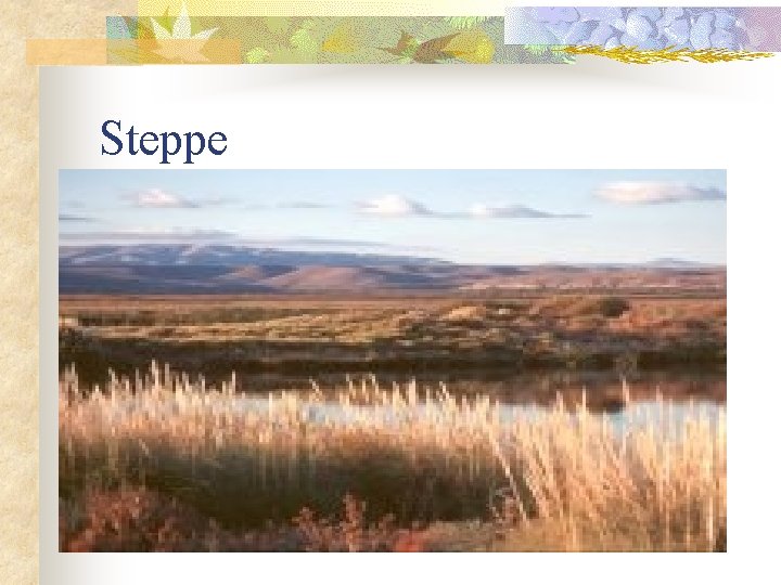 Steppe 