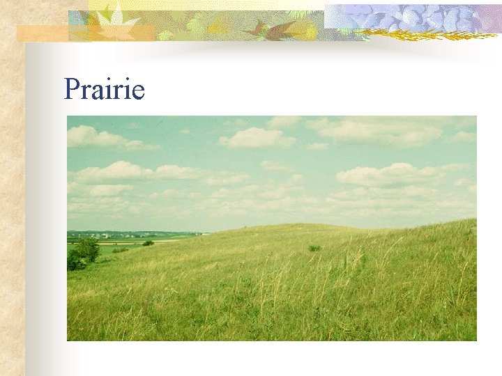 Prairie 