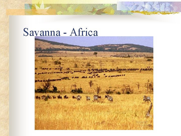 Savanna - Africa 