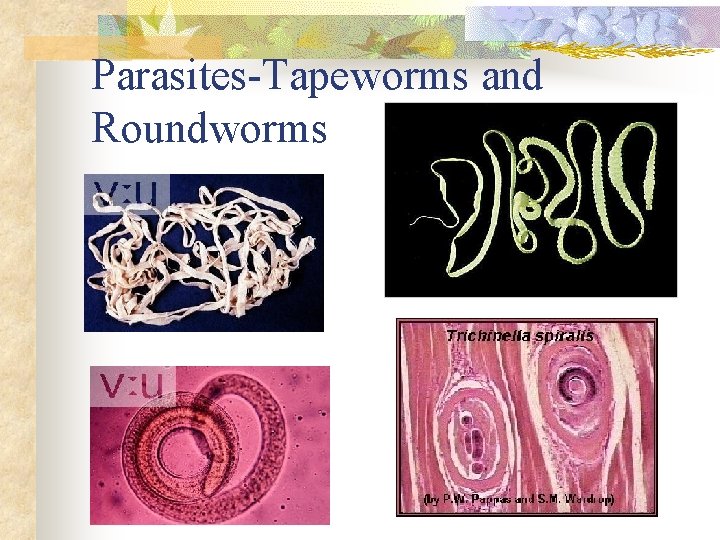 Parasites-Tapeworms and Roundworms 