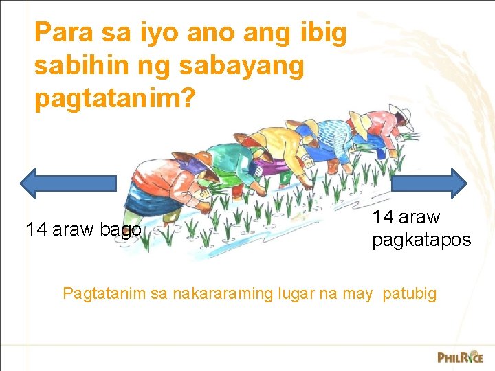 Para sa iyo ang ibig sabihin ng sabayang pagtatanim? 14 araw bago 14 araw