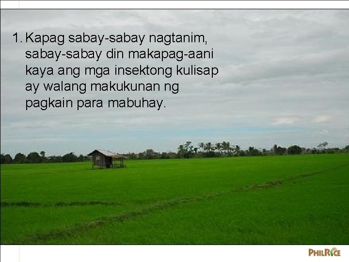 1. Kapag sabay-sabay nagtanim, sabay-sabay din makapag-aani kaya ang mga insektong kulisap ay walang