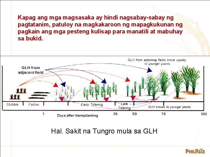 Kapag ang mga magsasaka ay hindi nagsabay-sabay ng pagtatanim, patuloy na magkakaroon ng mapagkukunan