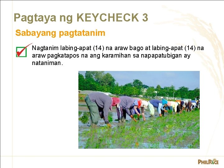 Pagtaya ng KEYCHECK 3 Sabayang pagtatanim Nagtanim labing-apat (14) na araw bago at labing-apat