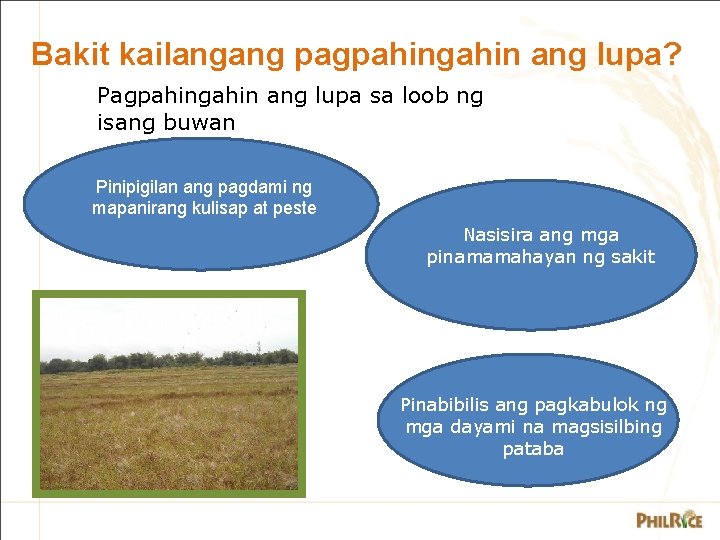 Bakit kailangang pagpahingahin ang lupa? Pagpahingahin ang lupa sa loob ng isang buwan Pinipigilan