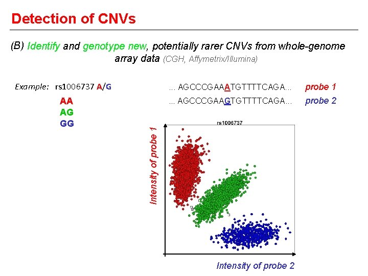 Detection of CNVs (B) Identify and genotype new, potentially rarer CNVs from whole-genome array