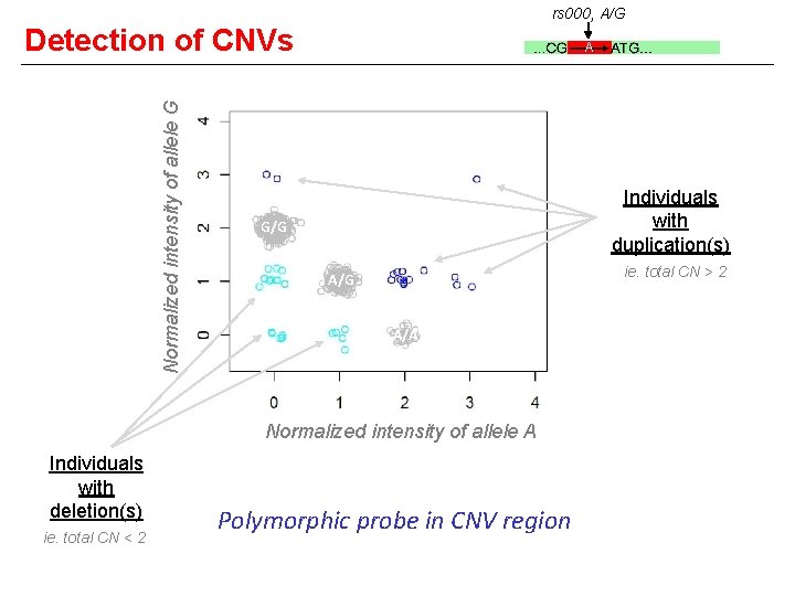 rs 000, A/G Normalized intensity of allele G Detection of CNVs A Individuals with