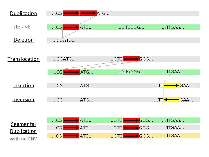 Duplication . . . CG 1 bp - Mb . . . CG Deletion