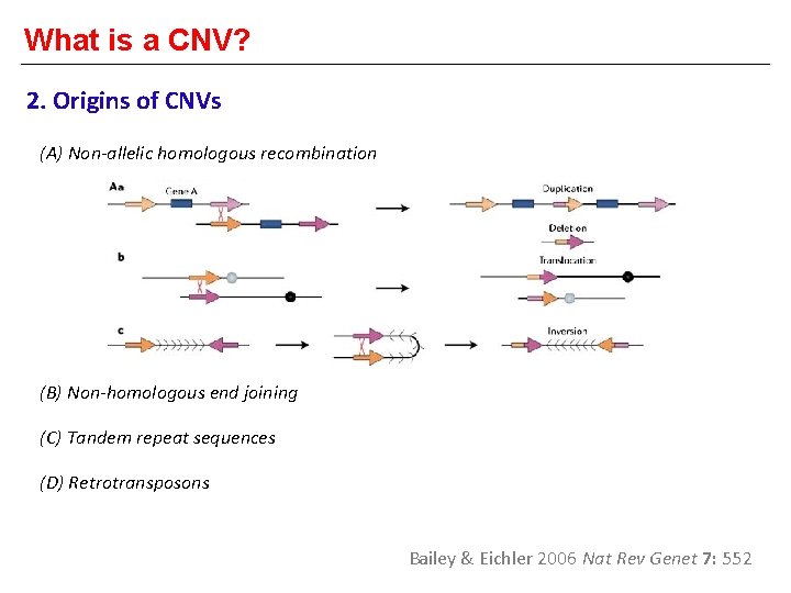 What is a CNV? 2. Origins of CNVs (A) Non-allelic homologous recombination (B) Non-homologous