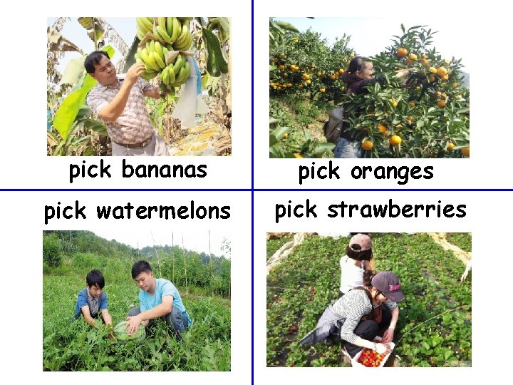 pick bananas pick oranges pick watermelons pick strawberries 