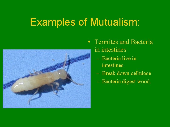 Examples of Mutualism: • Termites and Bacteria in intestines – Bacteria live in intestines