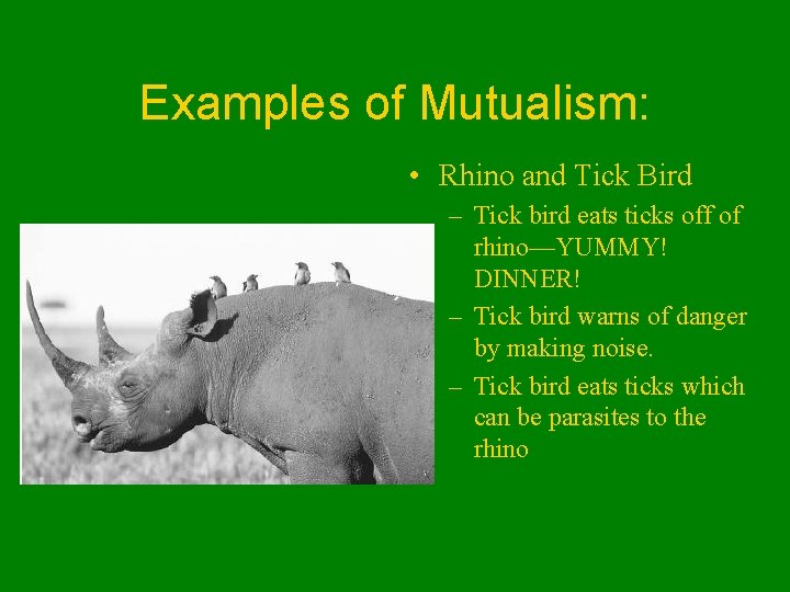 Examples of Mutualism: • Rhino and Tick Bird – Tick bird eats ticks off