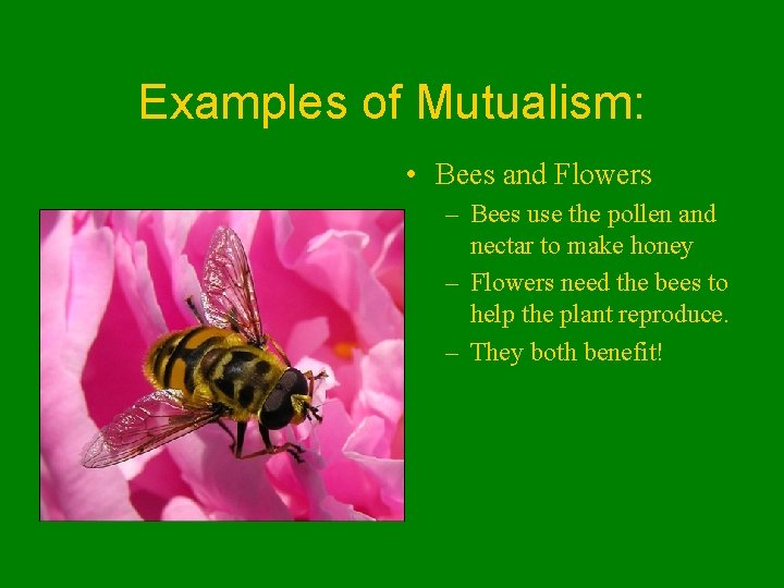 Examples of Mutualism: • Bees and Flowers – Bees use the pollen and nectar