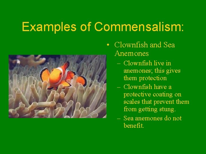 Examples of Commensalism: • Clownfish and Sea Anemones – Clownfish live in anemones; this