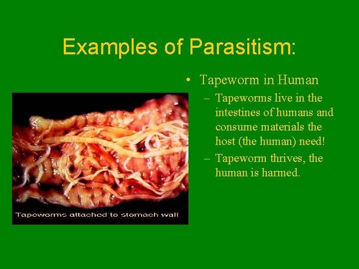 Examples of Parasitism: • Tapeworm in Human – Tapeworms live in the intestines of
