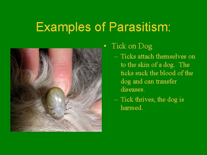 Examples of Parasitism: • Tick on Dog – Ticks attach themselves on to the