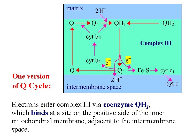 One version of Q Cycle: Electrons enter complex III via coenzyme QH 2, which