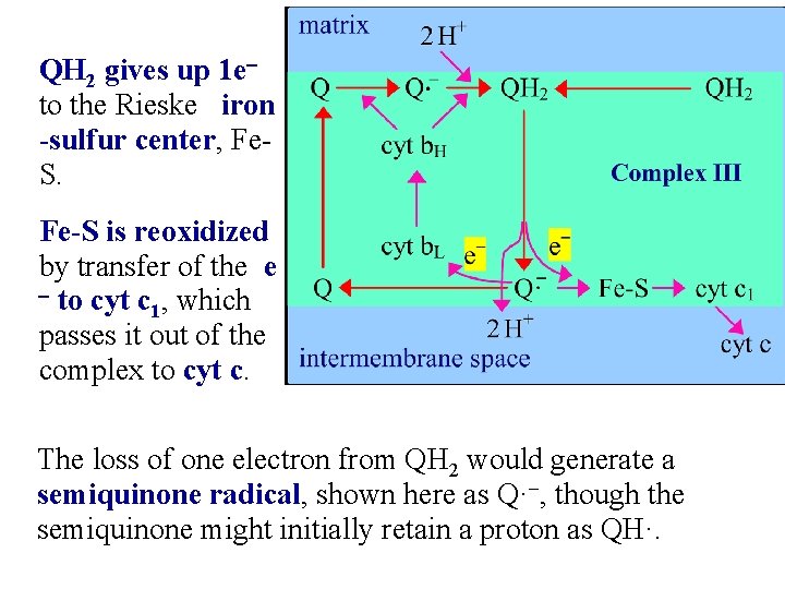QH 2 gives up 1 eto the Rieske iron -sulfur center, Fe. S. Fe-S