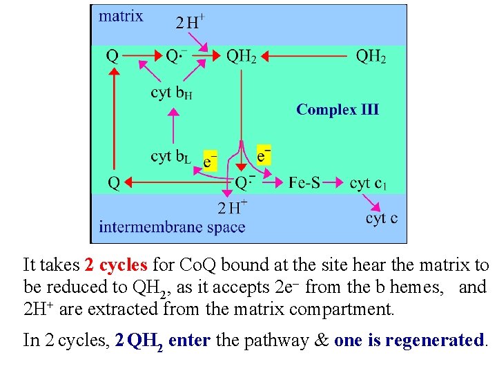  It takes 2 cycles for Co. Q bound at the site hear the