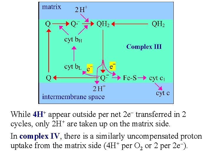 While 4 H+ appear outside per net 2 e- transferred in 2 cycles, only
