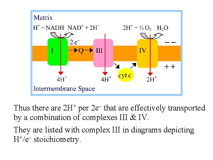Thus there are 2 H+ per 2 e- that are effectively transported by a