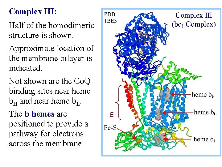 Complex III: Half of the homodimeric structure is shown. Approximate location of the membrane