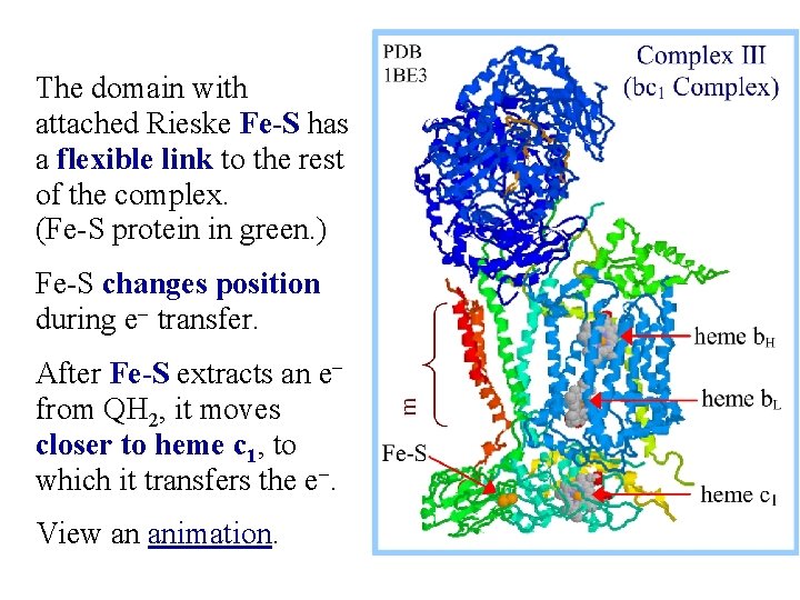 The domain with attached Rieske Fe-S has a flexible link to the rest of