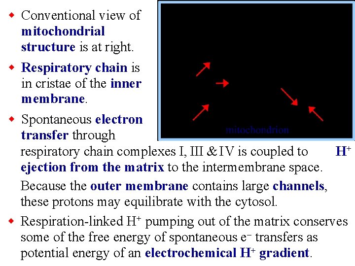 w Conventional view of mitochondrial structure is at right. w Respiratory chain is in